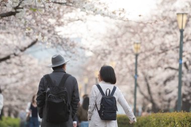sakura bahçesinde Hanami bulanık fotoğraf. Popüler festiv