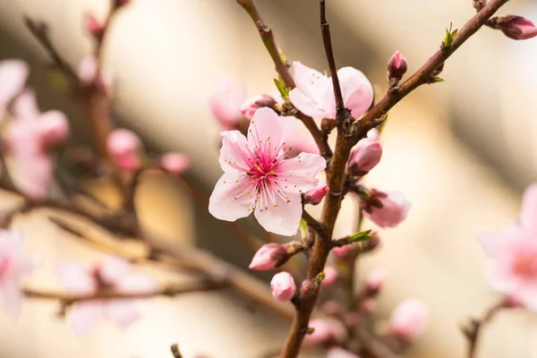 Kirschblüte im Frühling für Hintergrund oder Kopierraum für Text — Stockfoto