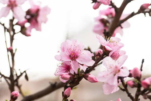 Kirschblüte im Frühling für Hintergrund oder Kopierraum für Text — Stockfoto