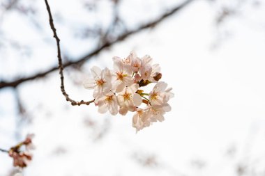 Baharda arkaplan için kiraz çiçeği ya da metin için kopyalama alanı 