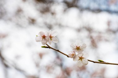 Baharda arkaplan için kiraz çiçeği ya da metin için kopyalama alanı 