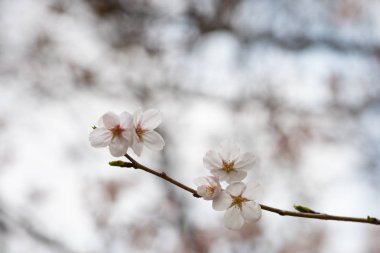 Baharda arkaplan için kiraz çiçeği ya da metin için kopyalama alanı 