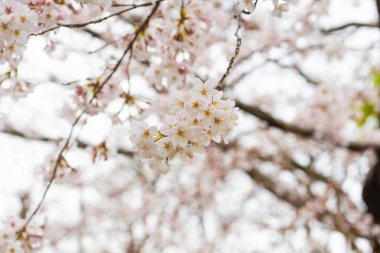 Baharda arkaplan için kiraz çiçeği ya da metin için kopyalama alanı 