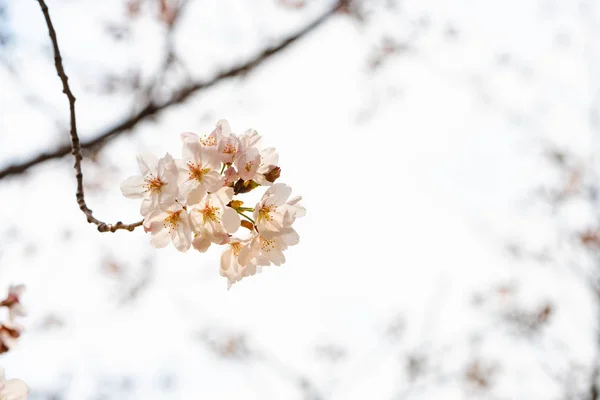 Flor de cerejeira na primavera para fundo ou espaço de cópia para texto — Fotografia de Stock