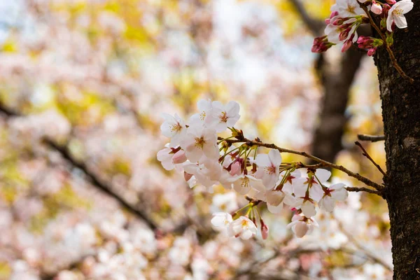 Fiori di ciliegio in primavera per lo sfondo o copiare lo spazio per il testo — Foto Stock