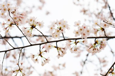 Baharda arkaplan için kiraz çiçeği ya da metin için kopyalama alanı 