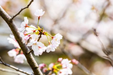 Baharda arkaplan için kiraz çiçeği ya da metin için kopyalama alanı 