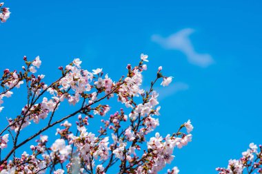 Baharda arkaplan için kiraz çiçeği ya da metin için kopyalama alanı 
