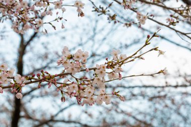 Baharda arkaplan için kiraz çiçeği ya da metin için kopyalama alanı 