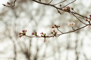Baharda arkaplan için kiraz çiçeği ya da metin için kopyalama alanı 