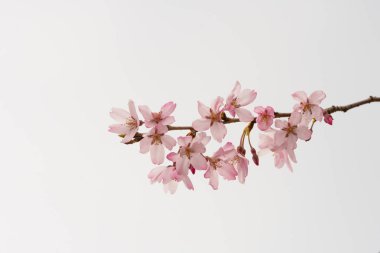 Baharda arkaplan için kiraz çiçeği ya da metin için kopyalama alanı 