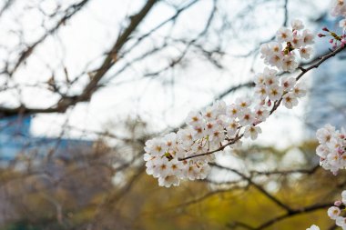 Baharda arkaplan için kiraz çiçeği ya da metin için kopyalama alanı 
