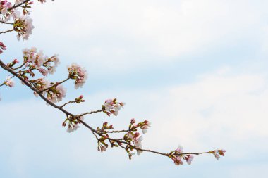 Baharda arkaplan için kiraz çiçeği ya da metin için kopyalama alanı 