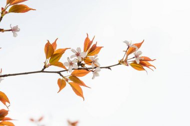 Baharda arkaplan için kiraz çiçeği ya da metin için kopyalama alanı 