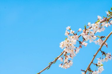 arka planda beyaz çiçekler ve mavi gökyüzü ile ağaç dalları