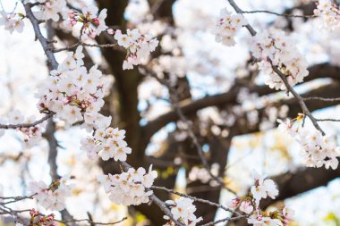 Baharda arkaplan için kiraz çiçeği ya da metin için kopyalama alanı 