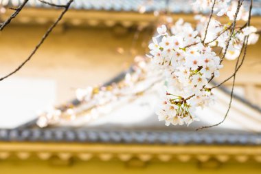 Baharda arkaplan için kiraz çiçeği ya da metin için kopyalama alanı 