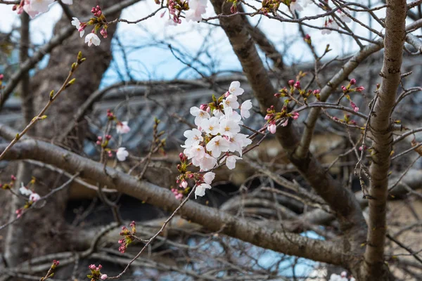 Flor de cerezo en primavera para el fondo o espacio de copia para el texto —  Fotos de Stock