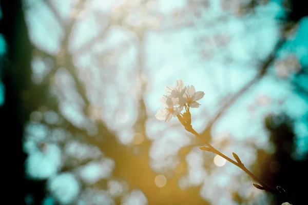 Wiosenny kwiat wiśni w tle lub kopiuj miejsce na tekst — Zdjęcie stockowe