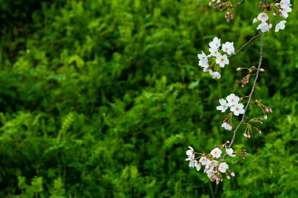 Kirschblüte im Frühling für Hintergrund oder Kopierraum für Text — Stockfoto