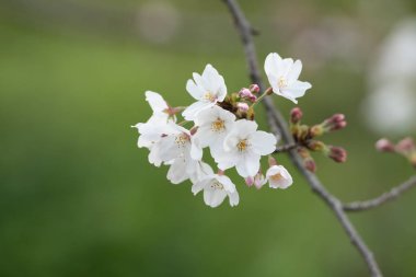 Baharda arkaplan için kiraz çiçeği ya da metin için kopyalama alanı 