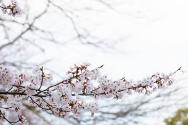 Baharda arkaplan için kiraz çiçeği ya da metin için kopyalama alanı 
