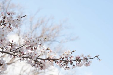 Baharda arkaplan için kiraz çiçeği ya da metin için kopyalama alanı 
