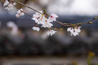 Baharda arkaplan için kiraz çiçeği ya da metin için kopyalama alanı 