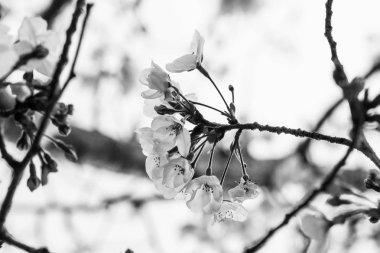 Baharda arkaplan için kiraz çiçeği ya da metin için kopyalama alanı 