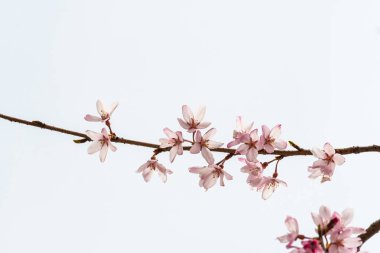 Baharda arkaplan için kiraz çiçeği ya da metin için kopyalama alanı 