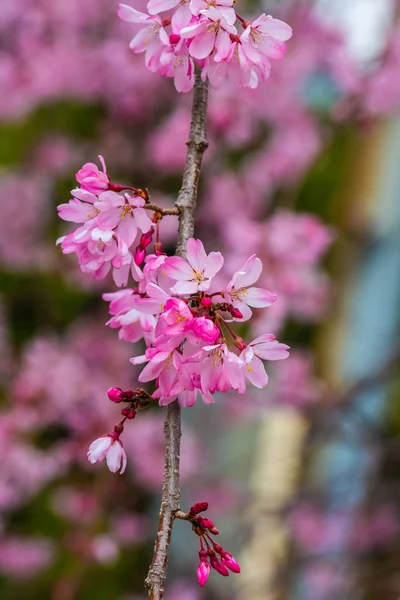 Körsbärsblomma på våren för bakgrund eller kopiera utrymme för text — Stockfoto