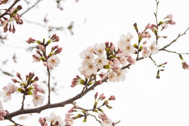 Baharda arkaplan için kiraz çiçeği ya da metin için kopyalama alanı 