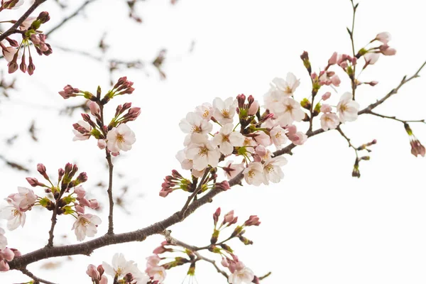 Kirschblüte im Frühling für Hintergrund oder Kopierraum für Text — Stockfoto