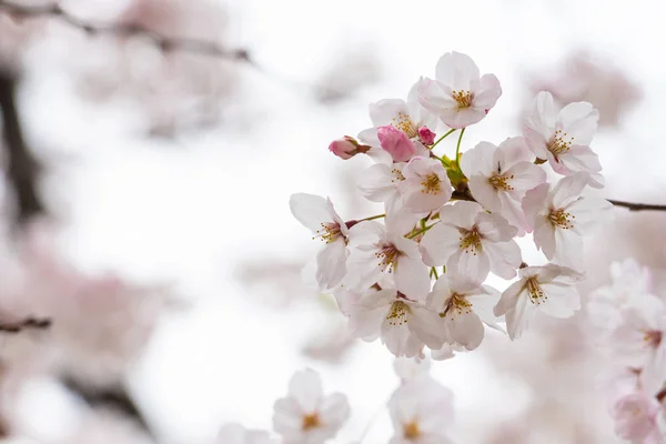 春の桜の背景やテキストのためのスペースをコピー — ストック写真