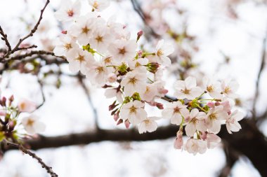 Baharda arkaplan için kiraz çiçeği ya da metin için kopyalama alanı 