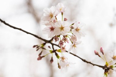 Baharda arkaplan için kiraz çiçeği ya da metin için kopyalama alanı 