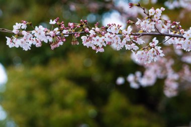 Baharda arkaplan için kiraz çiçeği ya da metin için kopyalama alanı 