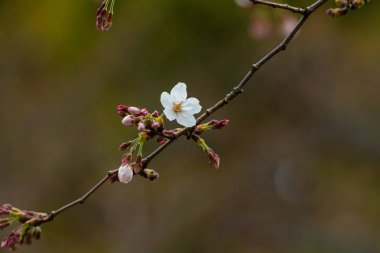 Baharda arkaplan için kiraz çiçeği ya da metin için kopyalama alanı 