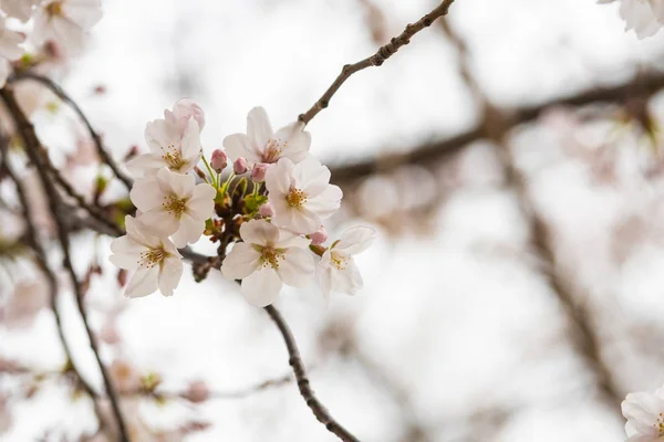 Kirschblüte im Frühling für Hintergrund oder Kopierraum für Text — Stockfoto