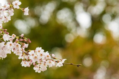 Baharda arkaplan için kiraz çiçeği ya da metin için kopyalama alanı 