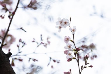 Baharda arkaplan için kiraz çiçeği ya da metin için kopyalama alanı 