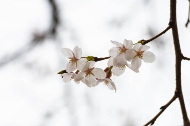 Baharda arkaplan için kiraz çiçeği ya da metin için kopyalama alanı 