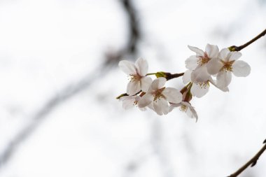 Baharda arkaplan için kiraz çiçeği ya da metin için kopyalama alanı 