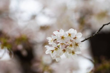 Baharda arkaplan için kiraz çiçeği ya da metin için kopyalama alanı 