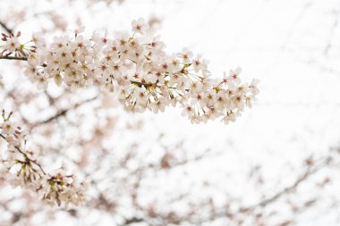 Baharda arkaplan için kiraz çiçeği ya da metin için kopyalama alanı 