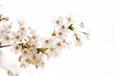 Baharda arkaplan için kiraz çiçeği ya da metin için kopyalama alanı 