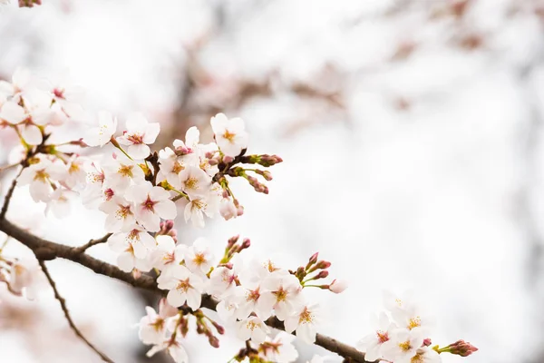 Fleurs de cerisier au printemps pour l'arrière-plan ou l'espace de copie pour le texte — Photo