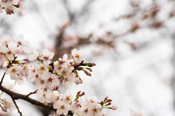 Flor de cerejeira na primavera para fundo ou espaço de cópia para texto — Fotografia de Stock