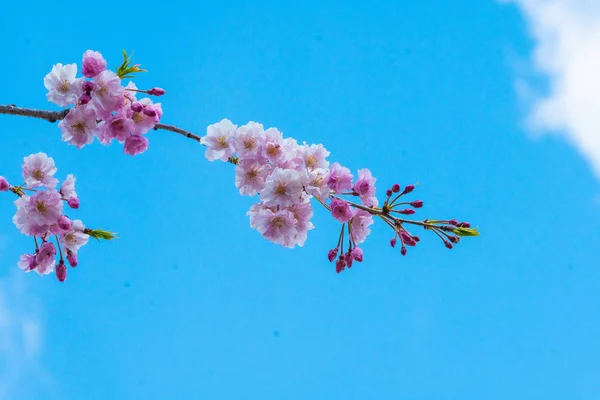 Vacker körsbärsblomma sakura på våren — Stockfoto