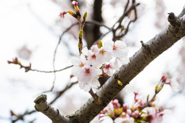 Baharda kiraz çiçeği açan kiraz sakura 